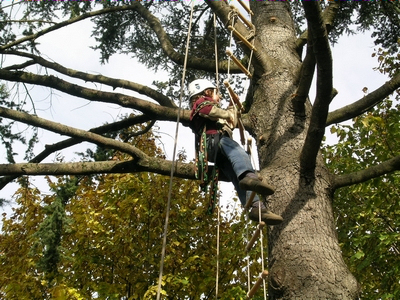 Il tree climbing